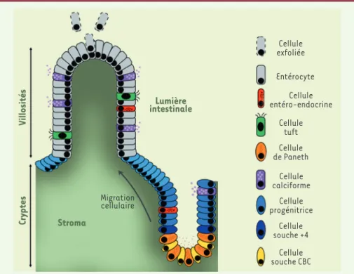 Figure 1. Structure de l’épithélium  de l’intestin grêle et différents types cellulaires.