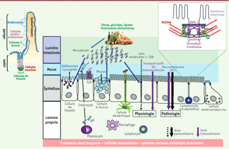 Figure 1. Effecteurs physiques et chimiques de la barrière intestinale. La fonction de barrière de la muqueuse intestinale, qui permet de contrôler  le flux paracellulaire d’antigènes bactériens ou alimentaires tout en maintenant un transport actif transce