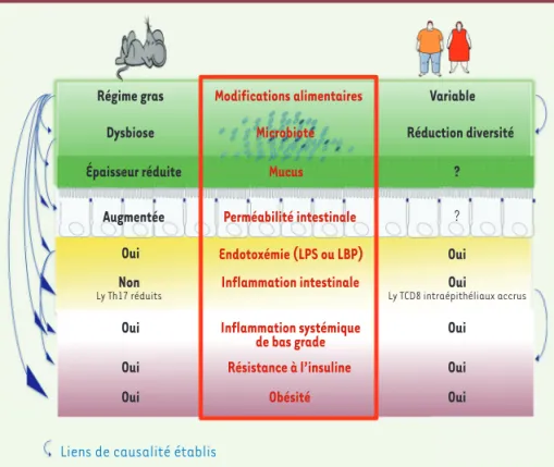 Figure 2. Rôle de la barrière intestinale dans  les maladies métaboliques chez les  ron-geurs et chez l’homme