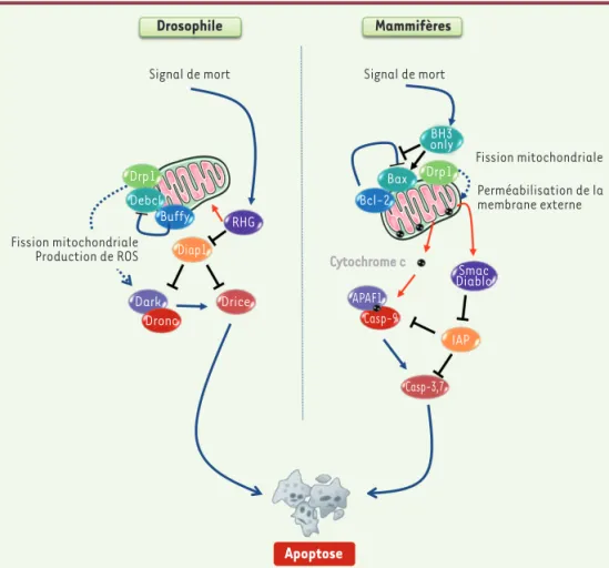 Figure 3. Comparaison des événements  impliqués dans la voie mitochondriale  de l’apoptose chez les mammifères  et chez la drosophile