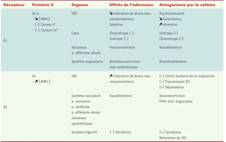 Tableau I. Principaux effets liés à la stimulation des récepteurs A1 et A2 à l’adénosine et effets de la caféine