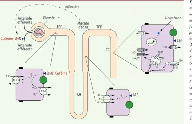 Figure 1.  Représentation  schématique des segments du  néphron impliqués dans  l’ho-méostasie hydro-sodée avec  focus sur le contrôle exercé  par la caféine