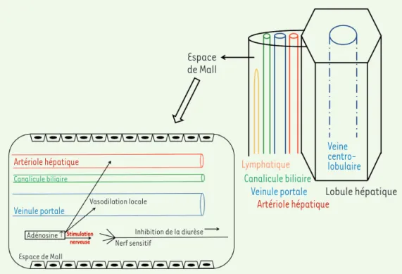 Figure 2.  Représentation schématique de l’espace intra-hépatique de Mall et du réflexe hépato-rénal  contrôlé par l’adénosine