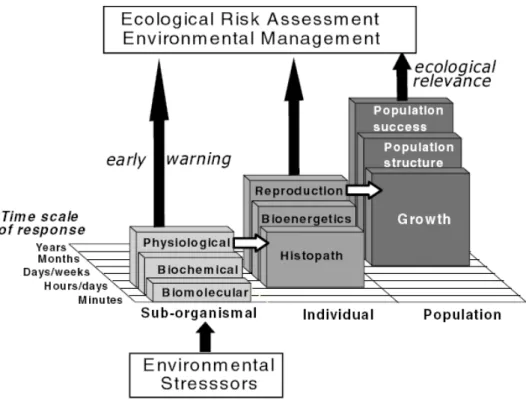 Figure 2 : Réponses à différentes échelles des organismes soumis à des stress environnementaux, montrant  les réponses rapides et plus sensibles des indicateurs des niveaux inférieurs de l’organisation biologique et  les réponses des indicateurs des hauts 
