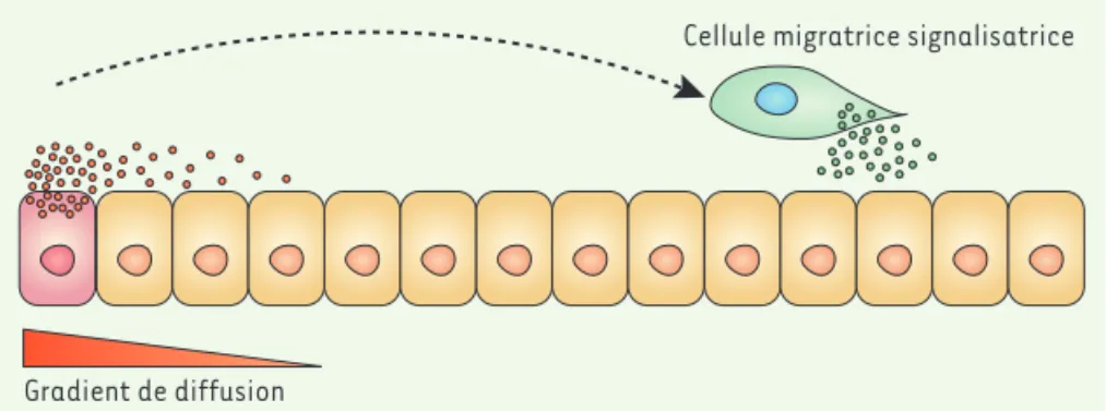 Figure 1. Concept de « cellule migratrice signalisatrice ». Le  patterning (ou régionalisation) à  longue distance fait typiquement intervenir des facteurs capables de diffuser dans le milieu  extracellulaire à partir d’une source fixe (cellule sécrétrice,