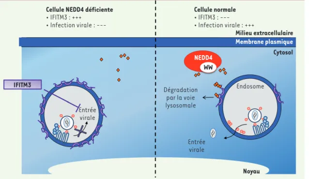 Figure 2. Régulation  du niveau  intracel-lulaire d’IFITM3 par  NEDD4. Dans les  cel-lules normales (partie  de droite), l’ubiquitine  ligase E3 NEDD4  recon-naît un motif PPxY de  l’extrémité  aminoter-minale de la protéine  IFITM3 (en violet)  grâce à so