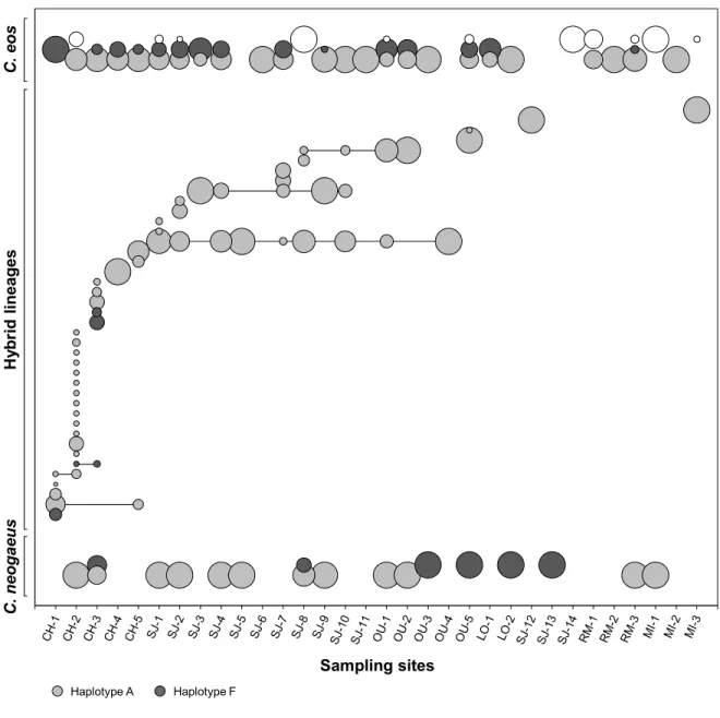 Figure  3.  Biotypes  and  hybrid  lineages  distribution.  Sites  are  displayed  according to their latitudes and relative to each other (Additional file 1)