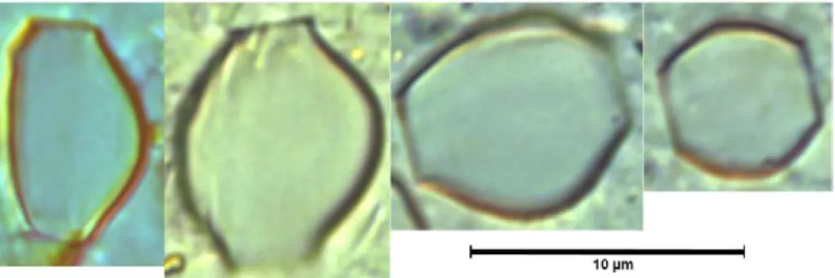 Fig. 10 : Cyclotella stylorum Brightwell   Fig.11 : Tryblioptychus cocconeiformis(Grun.)Hendey  