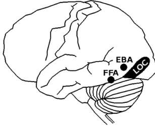 Figure 2. Localisation anatomique de FFA  (Fusiform   Face   Area),   EBA   (Extrastriate  Body   Area)   et   LOC   (Lateral   Occipital  Cortex).