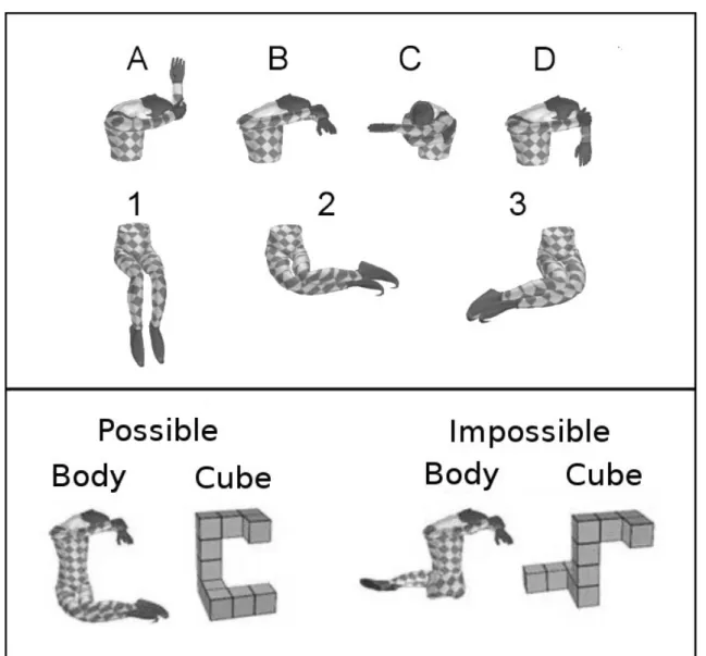 Figure 16. Top panel: Body postures were obtained by crossing four upper with three  lower   body   configurations