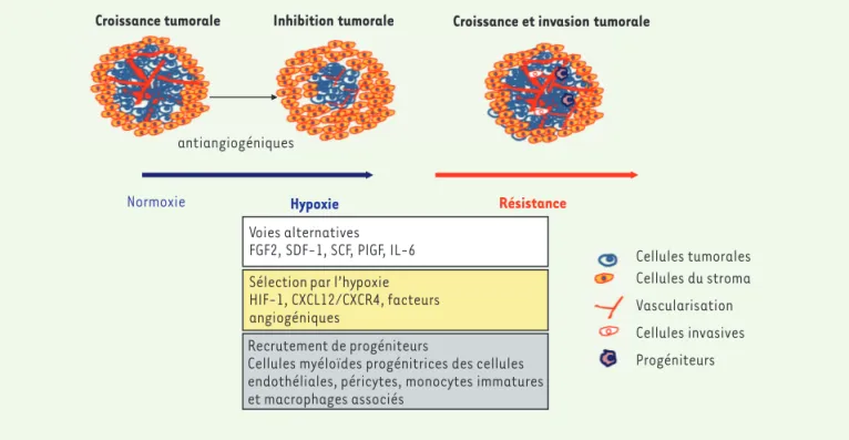 Figure 1. Les mécanismes de résistance de la cellule endothéliale aux agents anti-angiogéniques