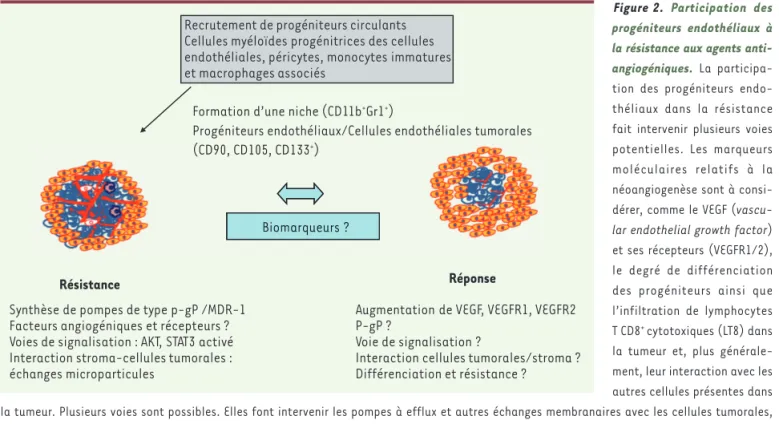 Figure 2.  Participation des  progéniteurs endothéliaux à  la résistance aux agents  anti-angiogéniques