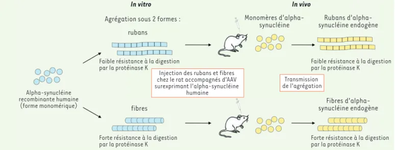 Figure 1. Transmission d’une empreinte moléculaire d’alpha-synucléine chez le rat. Transmission d’une empreinte moléculaire par l’injection chez  le rat de différents assemblages d’alpha-synucléine recombinante humaine fabriqués in vitro, dans un contexte 