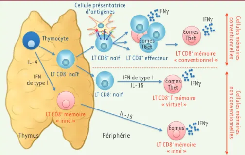 Figure 1. La mémoire conventionnelle, virtuelle ou innée des lymphocytes T cytotoxiques