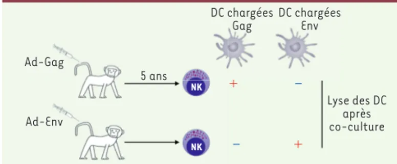Figure 1. Mémoire NK antigène-spécifique chez le singe. Des singes  rhésus ont été vaccinés avec des particules adénovirales exprimant  Gag ou Env