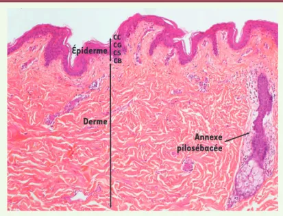 Figure 1. Structure de la peau humaine normale. L’épiderme est constitué de la  superficie vers la profondeur de la couche cornée (CC), couche granuleuse (CG),  couche spineuse (CS), couche basale (CB)