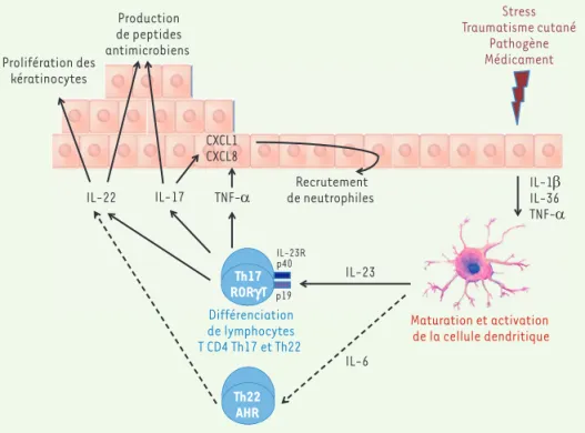 Figure 3.  Immunopathologie du psoriasis.  Sous l’influence du stress, de traumatismes cutanés,  après l’infection par certains pathogènes ou la prise de certains médicaments, la production  d’IL(interleukine)-1β, d’IL-36 et de TNF(tumor necrosis factor)-α