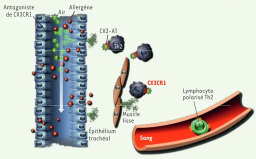 Figure 1. Fractalkine dans le poumon allergique. Les lymphocytes T spécifiques de l’allergène migrent  dans les poumons indépendamment de CX3CR1 (CX3C chemokine receptor 1) puis expriment ce  récep-teur une fois dans le tissu