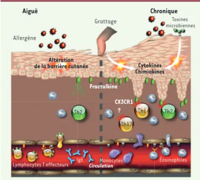 Figure 2. Fractalkine dans la peau allergique. Alors que la migration des lym- lym-phocytes T spécifiques de l’allergène dans la peau ne requiert pas CX3CR1 (CX3C  chemokine receptor 1), une fois dans le tissu inflammatoire cutané, les  lympho-cytes Th2 et