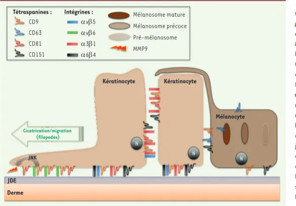 Figure 2.  Représentation schéma- schéma-tique de l’expression des  tétras-panines dans les kératinocytes  et les mélanocytes de la couche  basale de l’épiderme