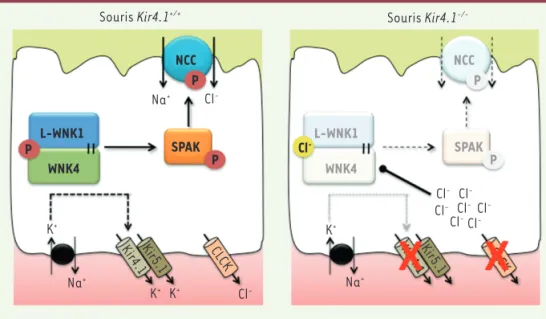 Figure 4. Modulation de la concentration intracellulaire de chlorure ([Cl - ]i) dans le tube contourné distal  (DCT)