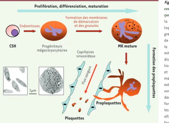 Figure 1.  Représentation schématique du pro- pro-cessus de production plaquettaire  (mégaca-ryopoïèse) intramédullaire