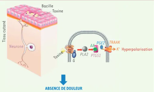 Figure 2. Action de la mycolactone sur les neu- neu-rones et dissection de la voie cellulaire impliquée  dans l’effet analgésique