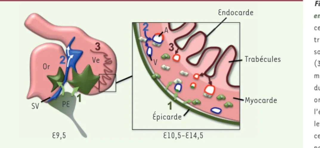 Figure 1.  Origine embryonnaire des cellules  endothéliales des vaisseaux coronaires. Les  cellules endothéliales coronaires dérivent de  trois sources distinctes dans l’embryon de  souris : (1) l’épicarde ; (2) le sinus veineux ;  (3) l’endocarde