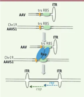 Figure 2. Modèle théorique d’intégration du génome de l’AAV sauvage dans le locus  AAVS1