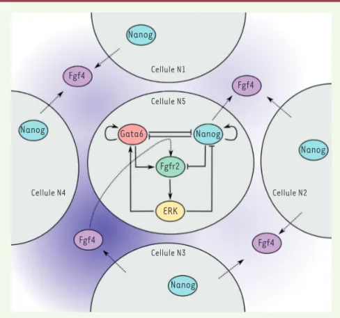 Figure 3. Représentation du réseau de régulation génique de la spécification. Les principaux  acteurs sont les facteurs de transcription NANOG et GATA6 (GATA binding protein 6), le  récep-teur FGFR2 (fibroblast growth factor receptor 2), son ligand FGF4 (f