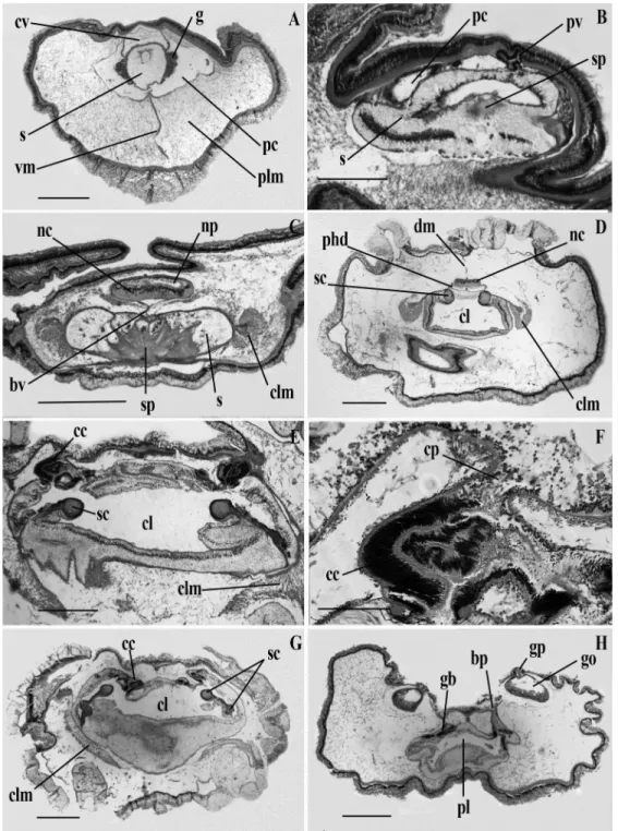 Figure 2.5 Light micrographs of transverse sections of Saxipendium coronatum. (A) Proboscis with heart- heart-kidney  complex