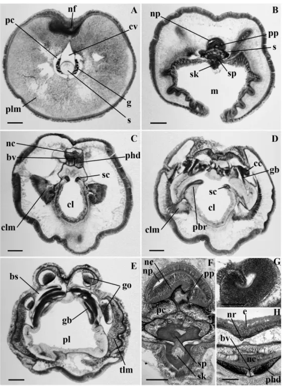 Figure 2.8 Light micrographs of transverse sections of Ritteria ambigua n. gen and sp.