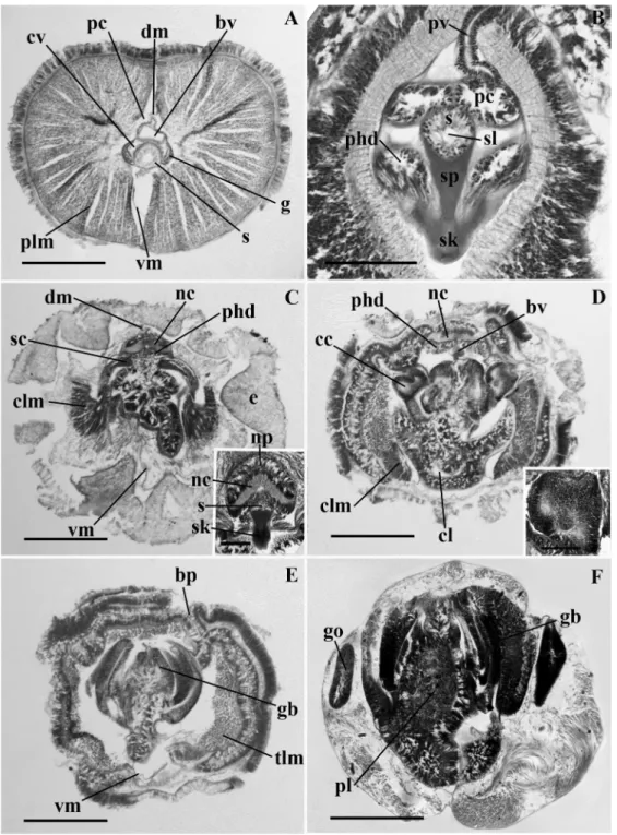 Figure 2.9 Light micrographs of transverse sections of Horstia kincaidi n. gen. and sp.