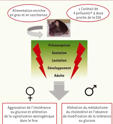 Figure 1. Le protocole développé est un modèle d’obésité induite chez la souris par  une alimentation enrichie en gras et en saccharose