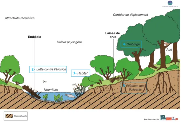 Figure 1: Synthèse des rôles de l’occupation du sol naturelle et semi naturelle sur les cours d’eau