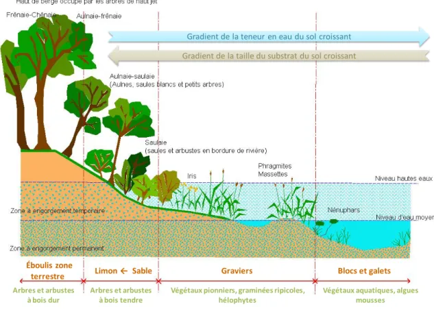 Figure 3: Étagement de la végétation et gradient granulométrique des sédiments dans les corridors  rivulaires (in Lalande 2013)