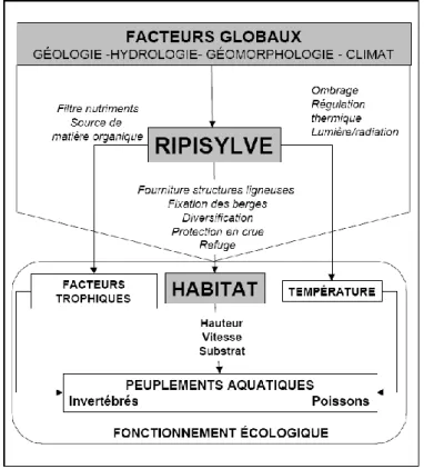 Figure 5: Les différents rôles des ripisylves (d’après Maridet, 1995). 