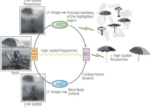 Figure 1 :  chéma du modèle de Bar (provenant de Bars 2004). L’informaton visuelle basse fréquence spatale (LFs  low ireiuency) de l’objet cible est extraite vers le cortex préfrontal (PFC)