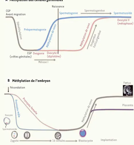 Figure 2. Modifications de la méthylation des gamètes au cours du temps. CGP : cellules   germinales  primordiales.