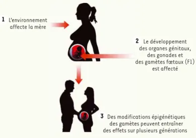 Figure 3. Transmission multigénérationelle de la programmation fœtale.