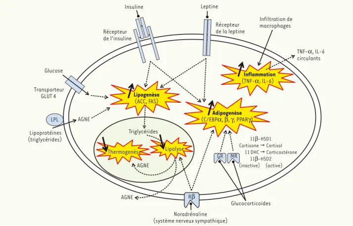 Figure 1. Cibles de la programmation du tissu adipeux chez la descendance suite à une malnutrition maternelle