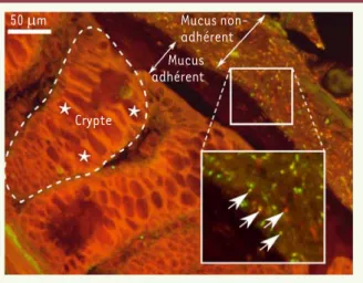Figure 1.  Coupe de côlon de souris. La mucine gélifiante intestinale est  sécrétée par les cellules en calice (*) présentes en grande quantité dans les  cryptes pour former, à la surface de l’épithélium colique au contact de l’eau,  deux gels de mucus : u