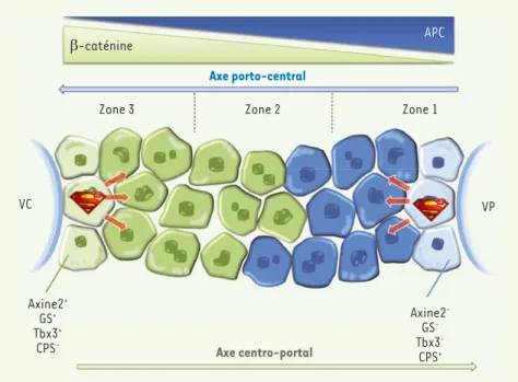 Figure 1. Deux super-héros pour alimenter le renouvellement hépatique physiologique ? Le foie  est composé de lobules fonctionnels