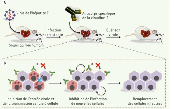 Figure 1. Mécanisme d’action  de l’anticorps  anti-clau-dine-1 (CLDN1) conduisant  à l’éradication du VHC in  vivo