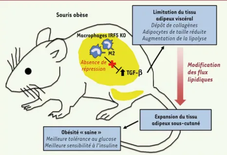 Figure 1. Rôle protecteur de l’invalidation de IRF5 dans l’obésité. Le facteur de transcription  IRF5 participe à l’activité pro-inflammatoire des macrophages du tissu adipeux dans l’obésité