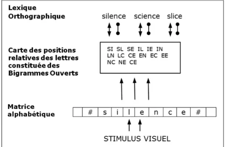 Figure 1 : Modèle à Bigrammes Ouverts (Grainger &amp; Van Heuven, 2003).  
