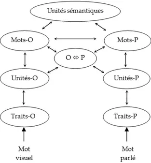 Figure 5 : Architecture du Modèle à Activation Interactive Bi-modal de reconnaissance  de mots (Grainger et al., 2003 ; Grainger &amp; Ferrand, 1994 ; Jacobs et al., 1998 ; 
