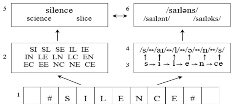 Figure 6 : Détail des processus des voies orthographique et phonologique du Modèle à  Activation Interactive Bi-modal de reconnaissance de mots (Grainger &amp; Holcomb, 