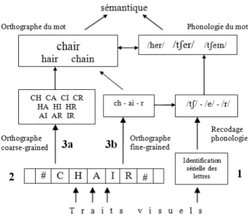 Figure 10 : Modèle Développemental Multi-Route de la lecture silencieuse (Grainger et  al., 2012, Grainger &amp; Ziegler, 2011)