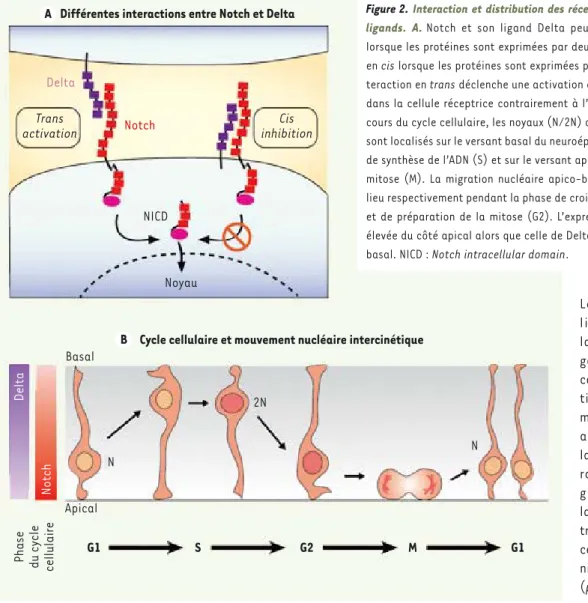 Figure 2. Interaction et distribution des récepteurs Notch et de leurs  ligands. A.  Notch et son ligand Delta peuvent interagir en trans  lorsque les protéines sont exprimées par deux cellules différentes ou  en cis lorsque les protéines sont exprimées pa